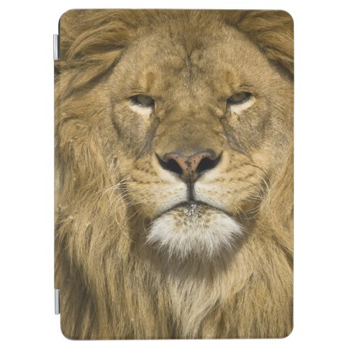 African Barbary Lion Panthera leo leo one of iPad Air Cover