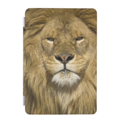 African Barbary Lion Panthera leo leo one of iPad Mini Cover