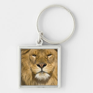 African Barbary Lion, Panthera leo leo, one of Keychain