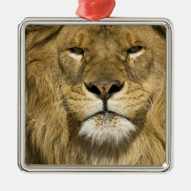 African Barbary Lion, Panthera leo leo, one of Metal Ornament (Front)