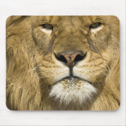 African Barbary Lion Panthera leo leo one of Mouse Pad
