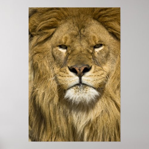 African Barbary Lion Panthera leo leo one of Poster