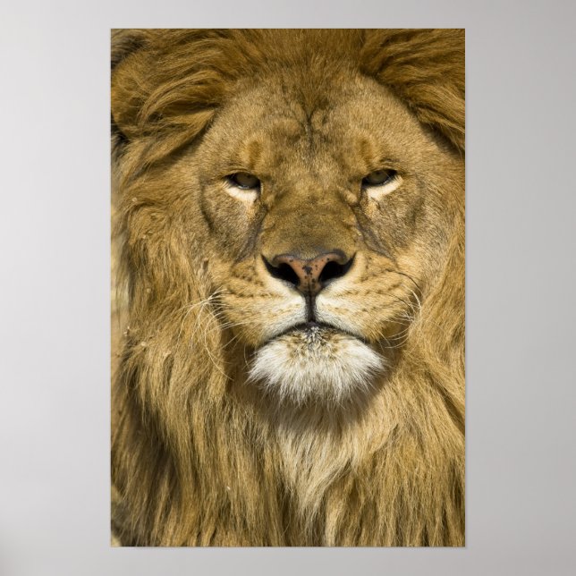 African Barbary Lion, Panthera leo leo, one of Poster (Front)
