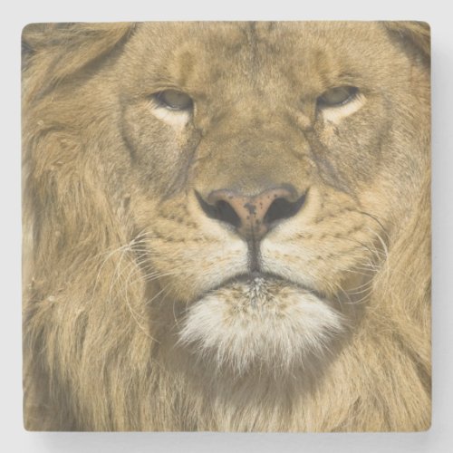 African Barbary Lion Panthera leo leo one of Stone Coaster