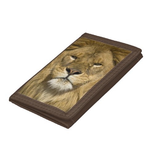 African Barbary Lion Panthera leo leo one of Trifold Wallet
