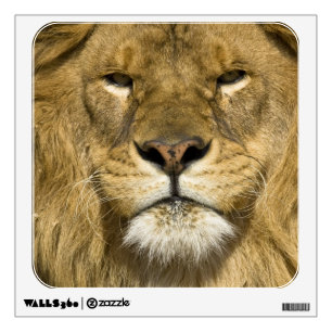 African Barbary Lion, Panthera leo leo, one of Wall Sticker