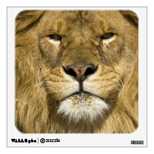 African Barbary Lion Panthera leo leo one of Wall Sticker