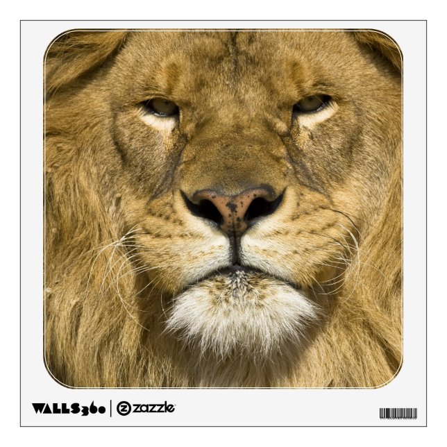 African Barbary Lion, Panthera leo leo, one of Wall Sticker (Front)