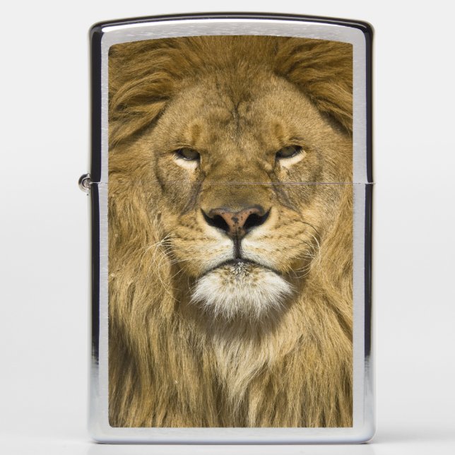 African Barbary Lion, Panthera leo leo, one of Zippo Lighter (Front)