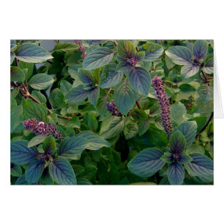 African Blue Basil
