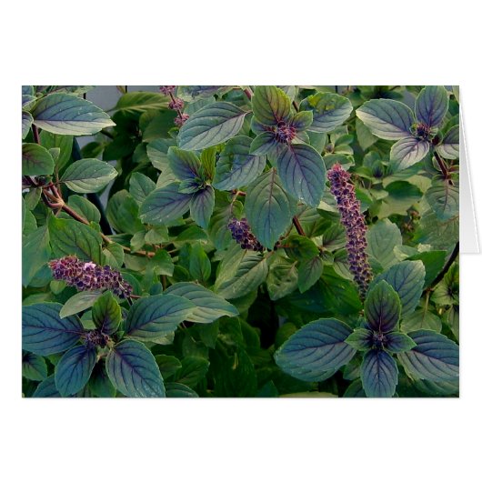 African Blue Basil Cards (Front Horizontal)