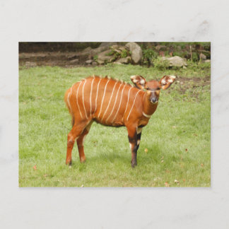 african bongo 1 postcard