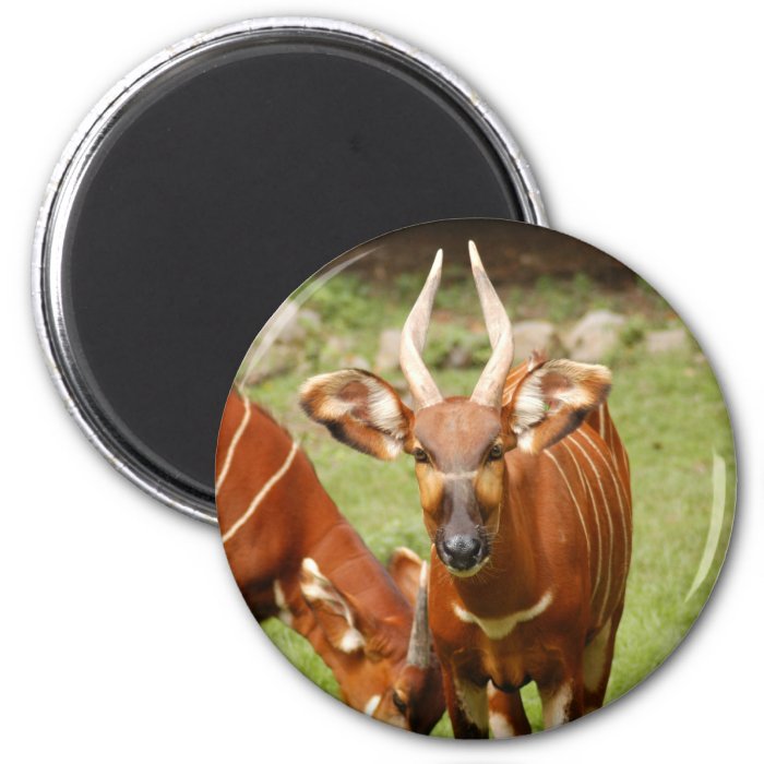 african bongo 4 refrigerator magnet