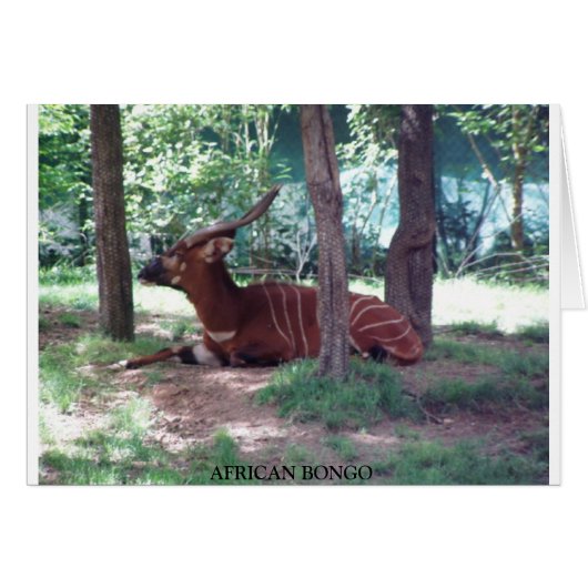 African Bongo Cards (Front Horizontal)