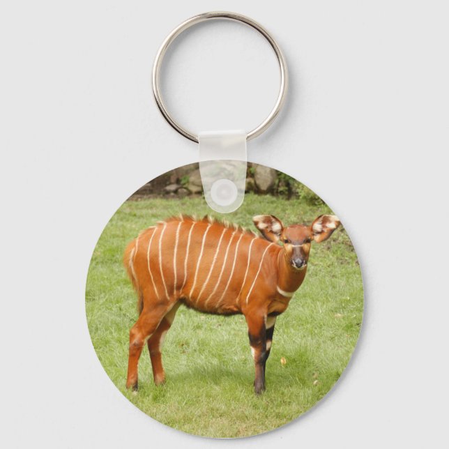 African Bongo Keychain (Front)