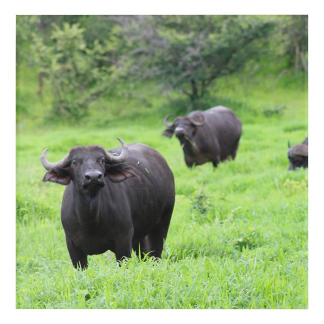 African Buffalo Acrylic Print (Front)