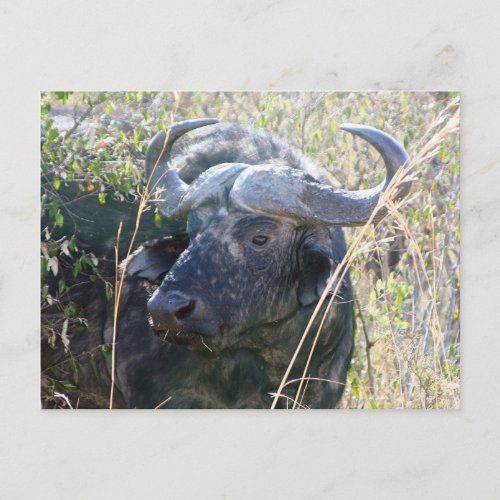 African buffalo postcard