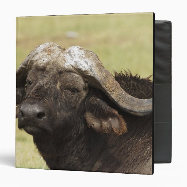 African Buffalo, Syncerus caffer Binder (Front/Inside)