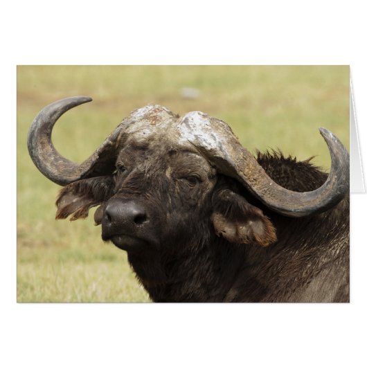 African Buffalo, Syncerus caffer Cards (Front Horizontal)