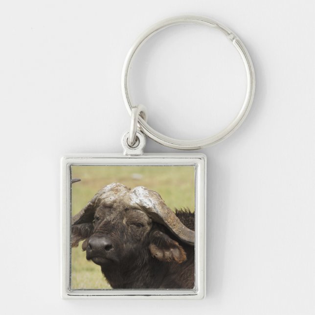 African Buffalo, Syncerus caffer Keychain (Front)
