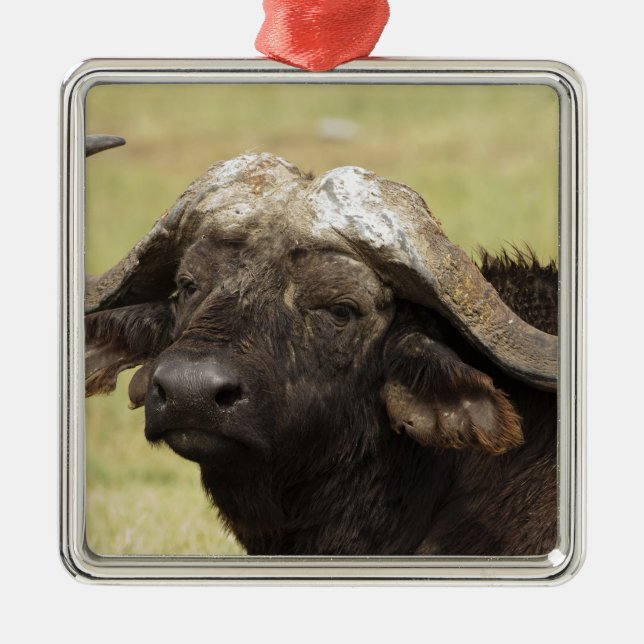 African Buffalo, Syncerus caffer Metal Ornament (Front)
