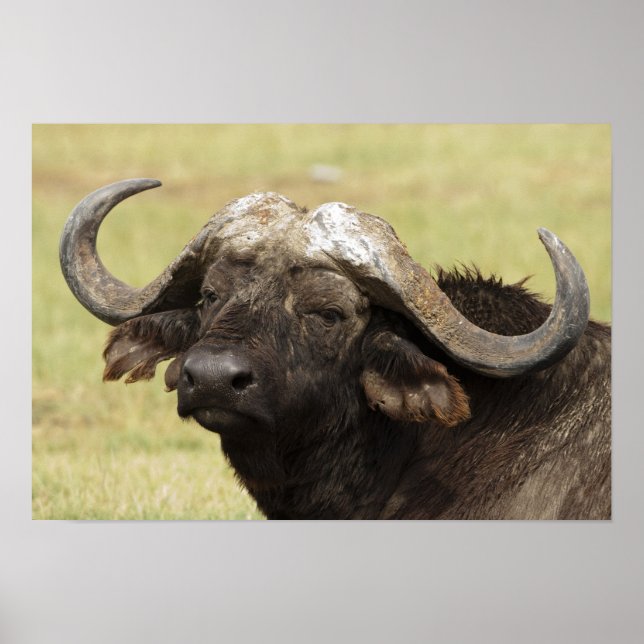 African Buffalo, Syncerus caffer Poster (Front)