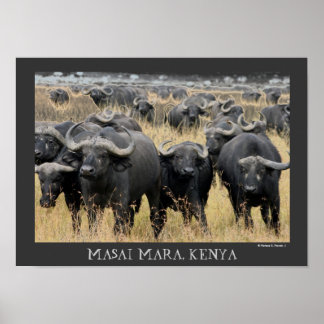 African Buffaloes of the Masai Mara Poster