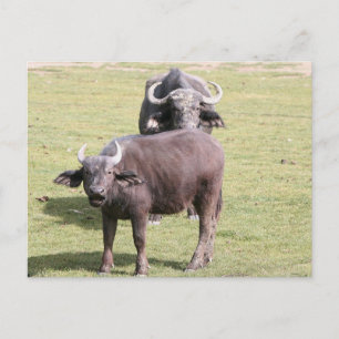 African buffalos postcard