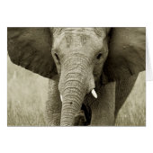 African Bull Elephant card (customise) (Front Horizontal)