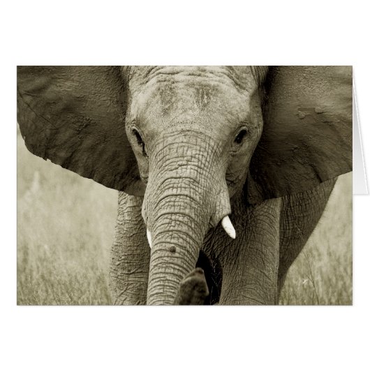 African Bull Elephant card (customise) (Front Horizontal)