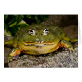 African Burrowing Bullfrog, Pyxicephalus (Front Horizontal)