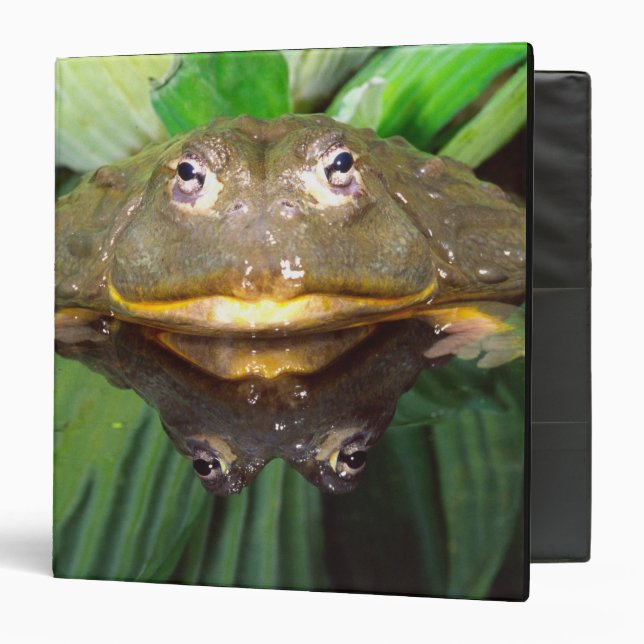 African Burrowing Bullfrog, Pyxicephalus 2 3 Ring Binder (Front/Inside)