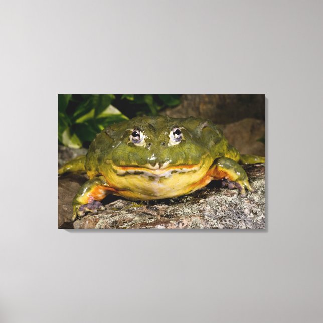 African Burrowing Bullfrog, Pyxicephalus 2 Canvas Print (Front)