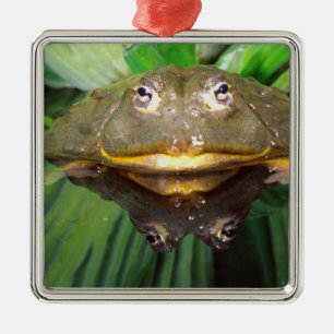African Burrowing Bullfrog, Pyxicephalus 2 Metal Ornament
