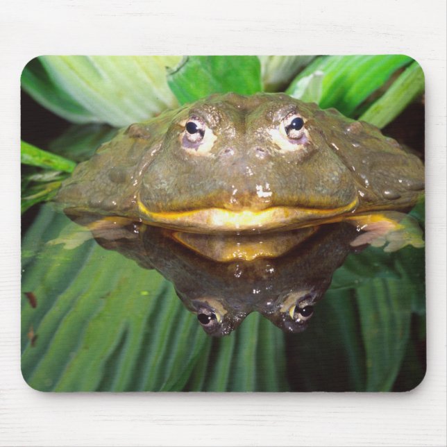 African Burrowing Bullfrog, Pyxicephalus 2 Mouse Pad (Front)