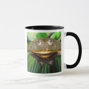 African Burrowing Bullfrog, Pyxicephalus 2 Mug