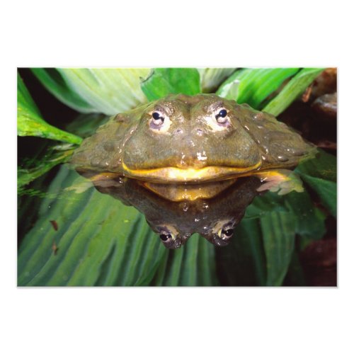 African Burrowing Bullfrog Pyxicephalus 2 Photo Print