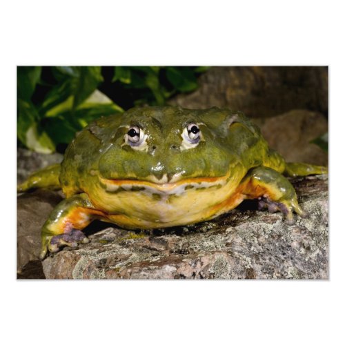 African Burrowing Bullfrog Pyxicephalus 2 Photo Print