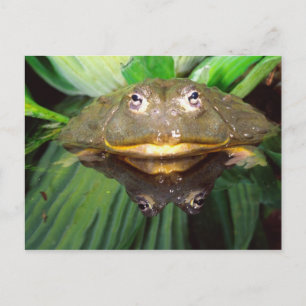 African Burrowing Bullfrog, Pyxicephalus 2 Postcard