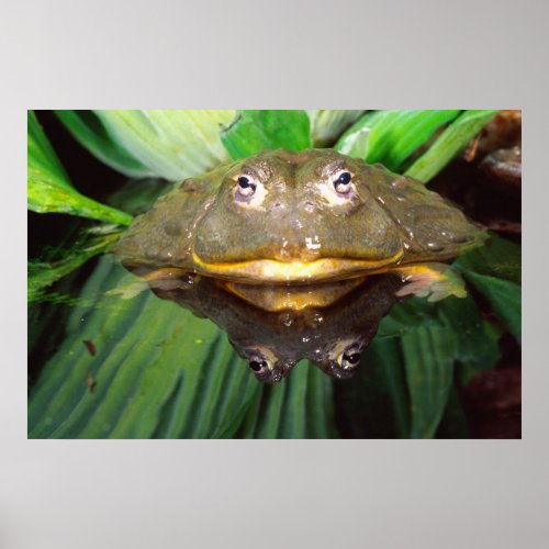 African Burrowing Bullfrog Pyxicephalus 2 Poster