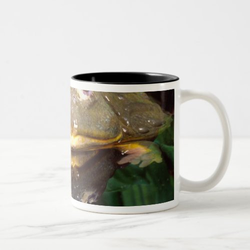 African Burrowing Bullfrog Pyxicephalus 2 Two_Tone Coffee Mug