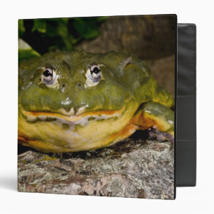 African Burrowing Bullfrog, Pyxicephalus Binder