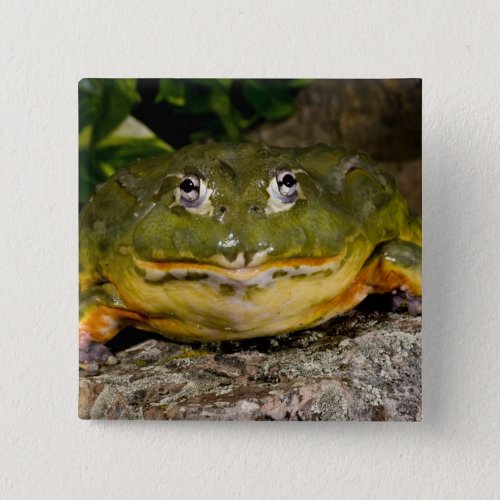 African Burrowing Bullfrog Pyxicephalus Button