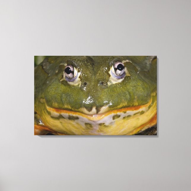 African Burrowing Bullfrog, Pyxicephalus Canvas Print (Front)