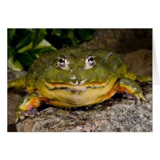 African Burrowing Bullfrog, Pyxicephalus Cards (Front Horizontal)