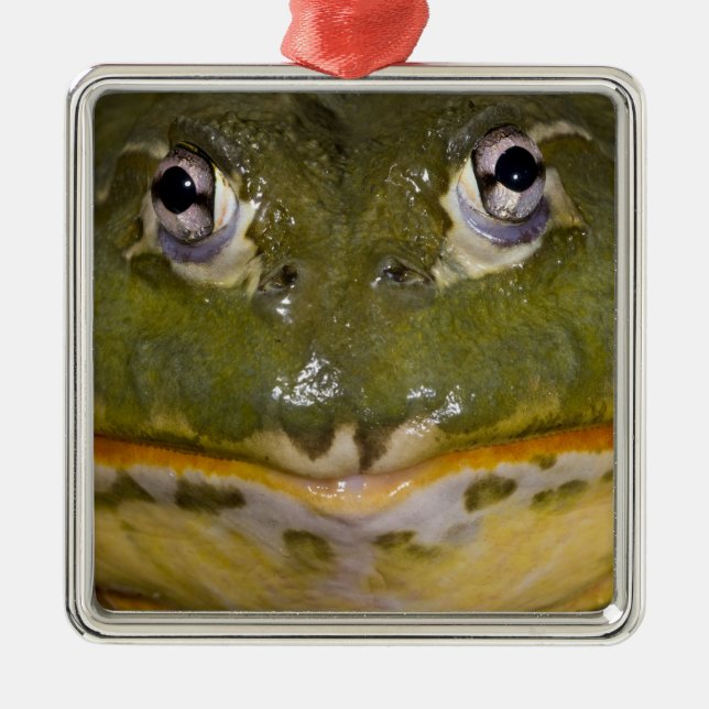 African Burrowing Bullfrog, Pyxicephalus Metal Ornament (Front)