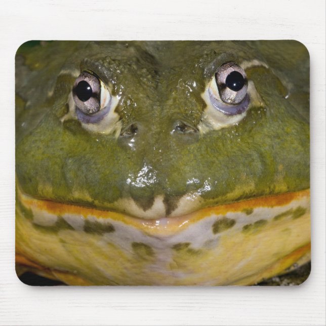 African Burrowing Bullfrog, Pyxicephalus Mouse Pad (Front)