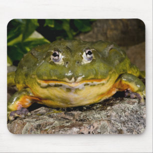 African Burrowing Bullfrog, Pyxicephalus Mouse Pad