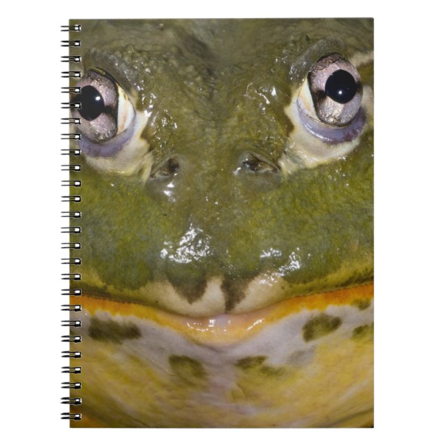 African Burrowing Bullfrog, Pyxicephalus Notebook (Front)