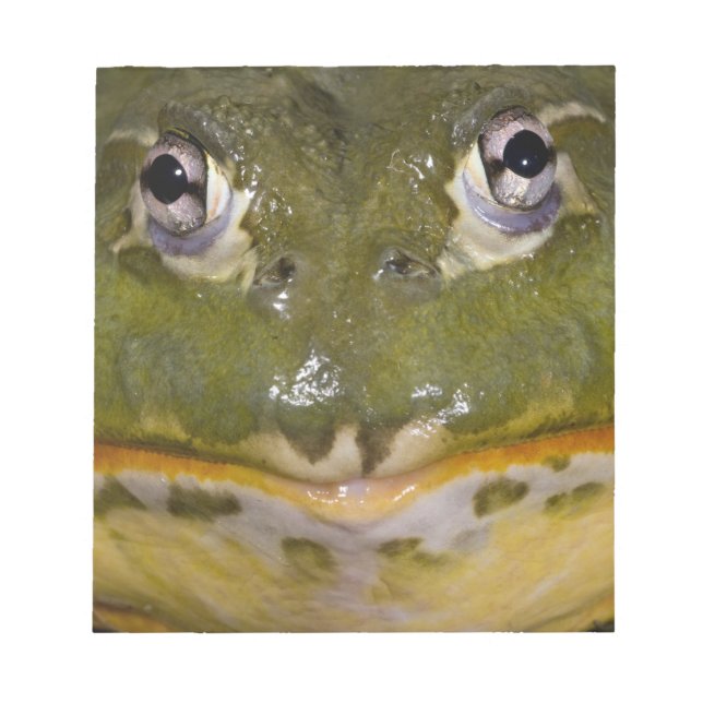 African Burrowing Bullfrog, Pyxicephalus Notepad (Front)